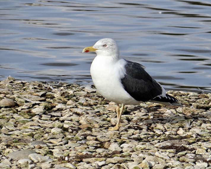 lesser black-backed gull